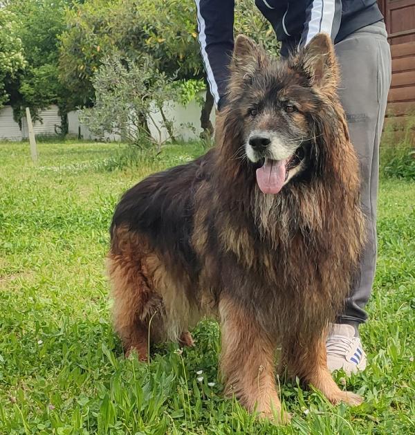 ELVIS PASTORE TEDESCO Foto 7